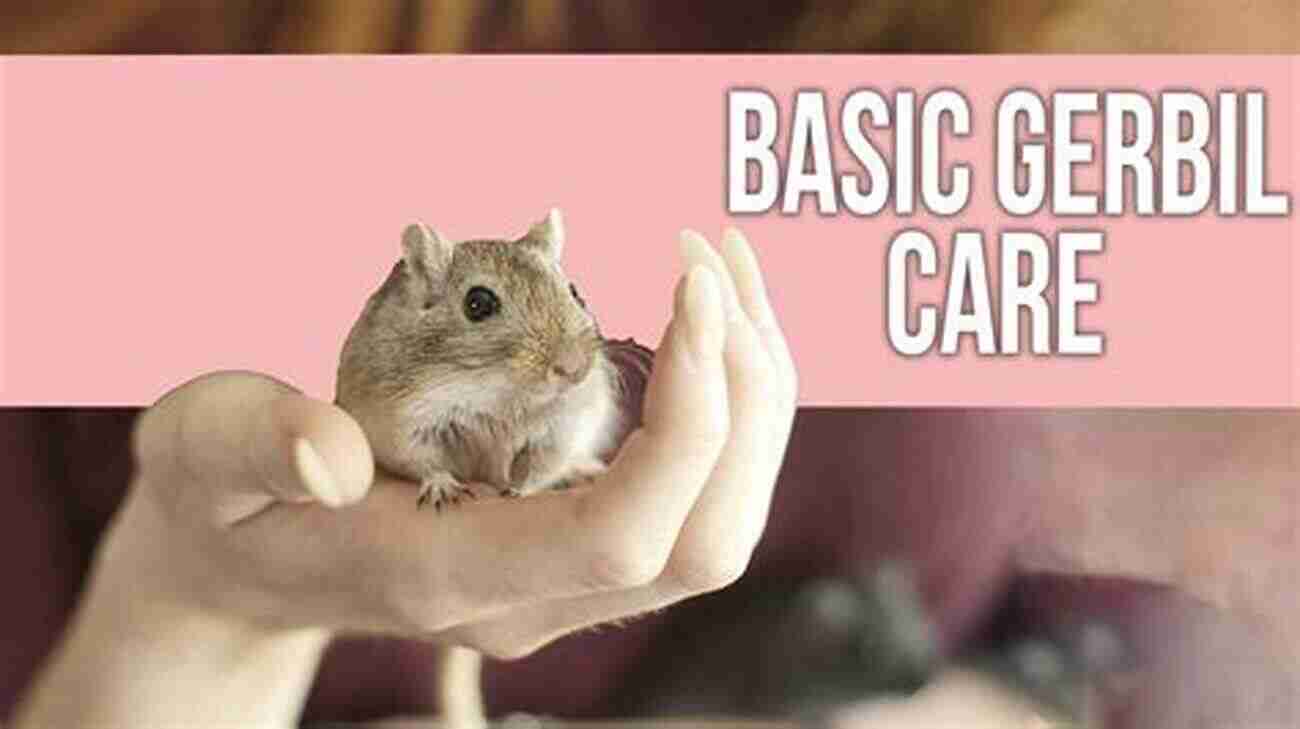 Beginner's Guide To Gerbil Care A Comprehensive And Simple Step By Step Guide Gerbils: A Beginner S Guide On Everything You Need To Get Started With Care For Gerbils