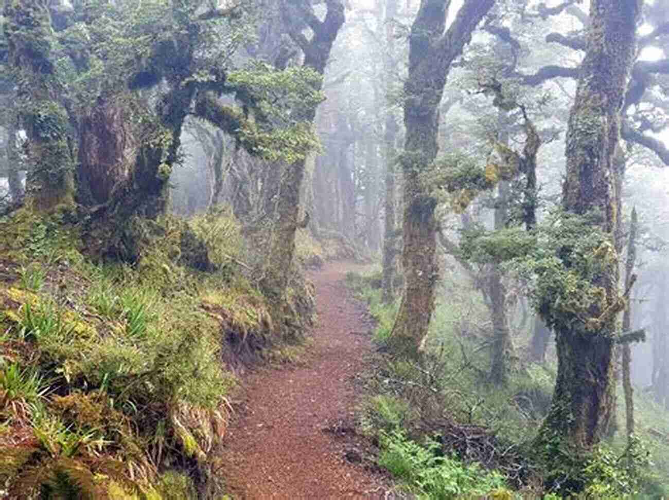 Biking Through The Ancient Forests Surrounding Lake Waikaremoana New Zealand Photo Journal #7: Biking Lake Waikaremoana