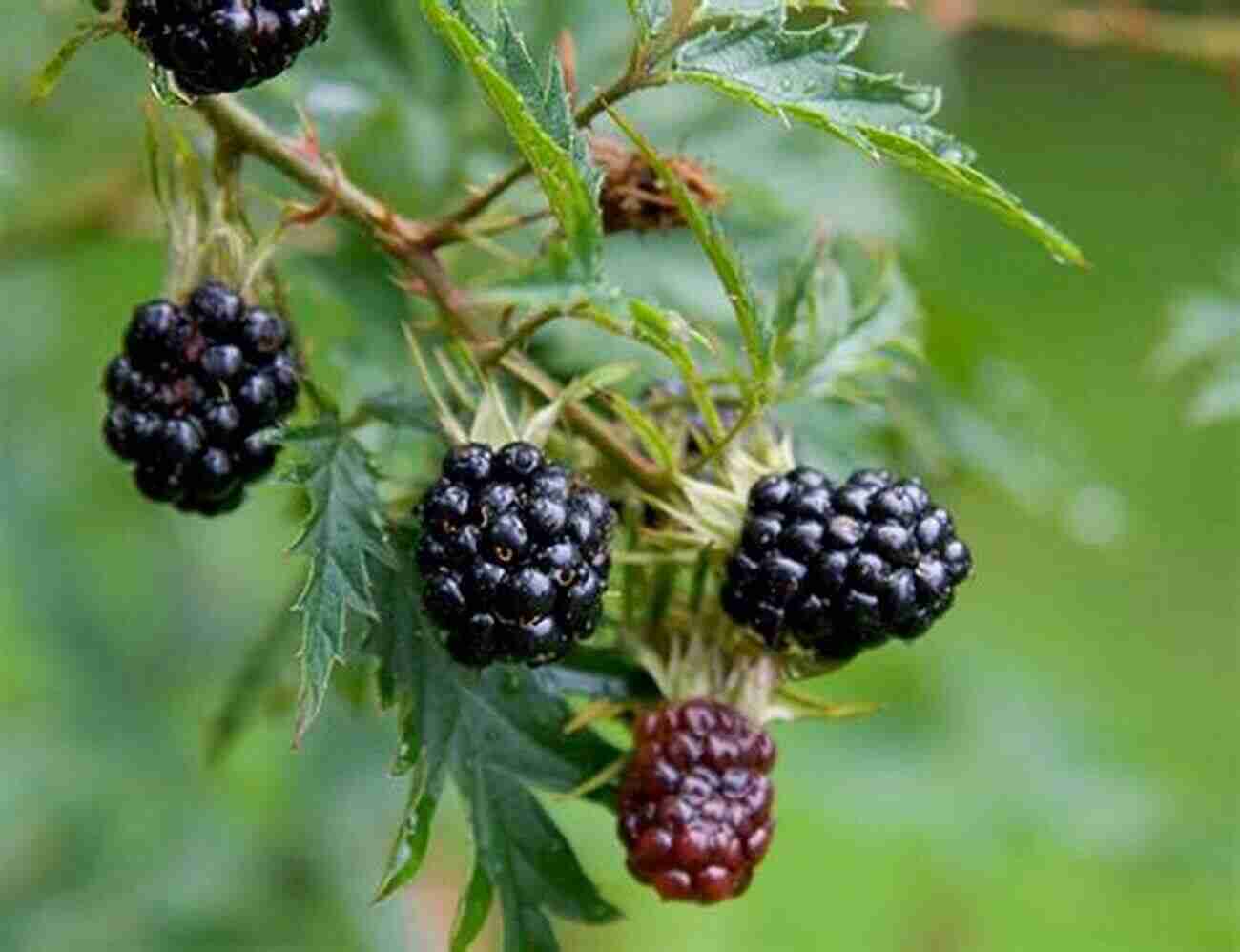 Blackberry Ripe Black Berries Growing On A Thorny Plant Wildcrafting Weeds: 20 Easy To Forage Edible And Medicinal Plants (that Might Be Growing In Your Backyard )