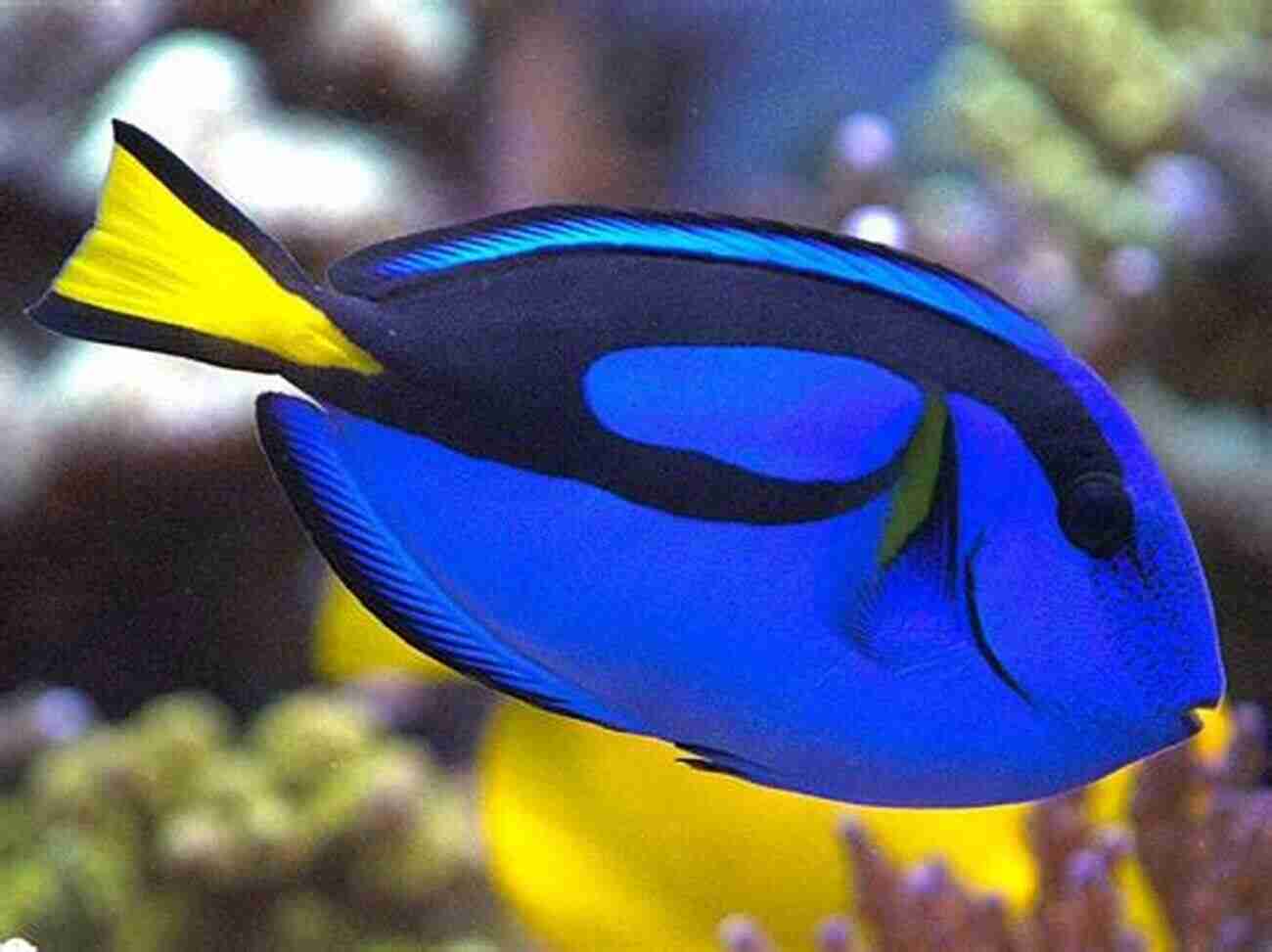 Blue Tang Fish South China Sea Identification Native Fish Species: Volume 1 (Blue Fish Identification)