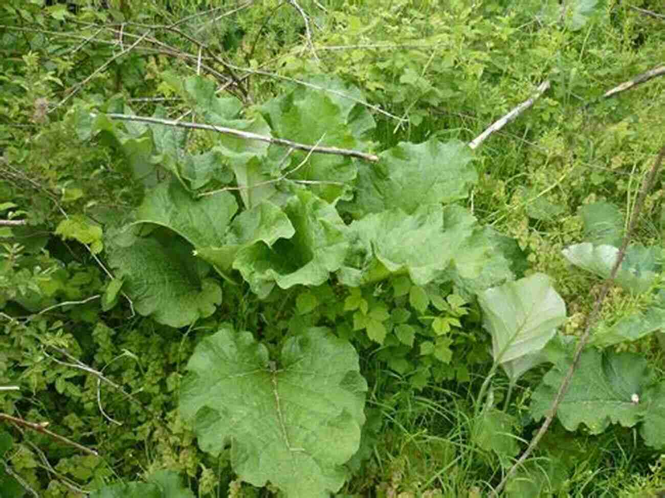 Burdock A Plant With Large Leaves And Purple Flowers Wildcrafting Weeds: 20 Easy To Forage Edible And Medicinal Plants (that Might Be Growing In Your Backyard )