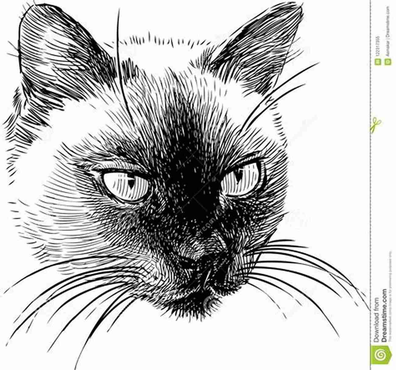 Cherished Cats Sketches And Capers Captivating Portrait Of A Siamese Cat By Lucy Moore Cherished Cats Sketches And Capers