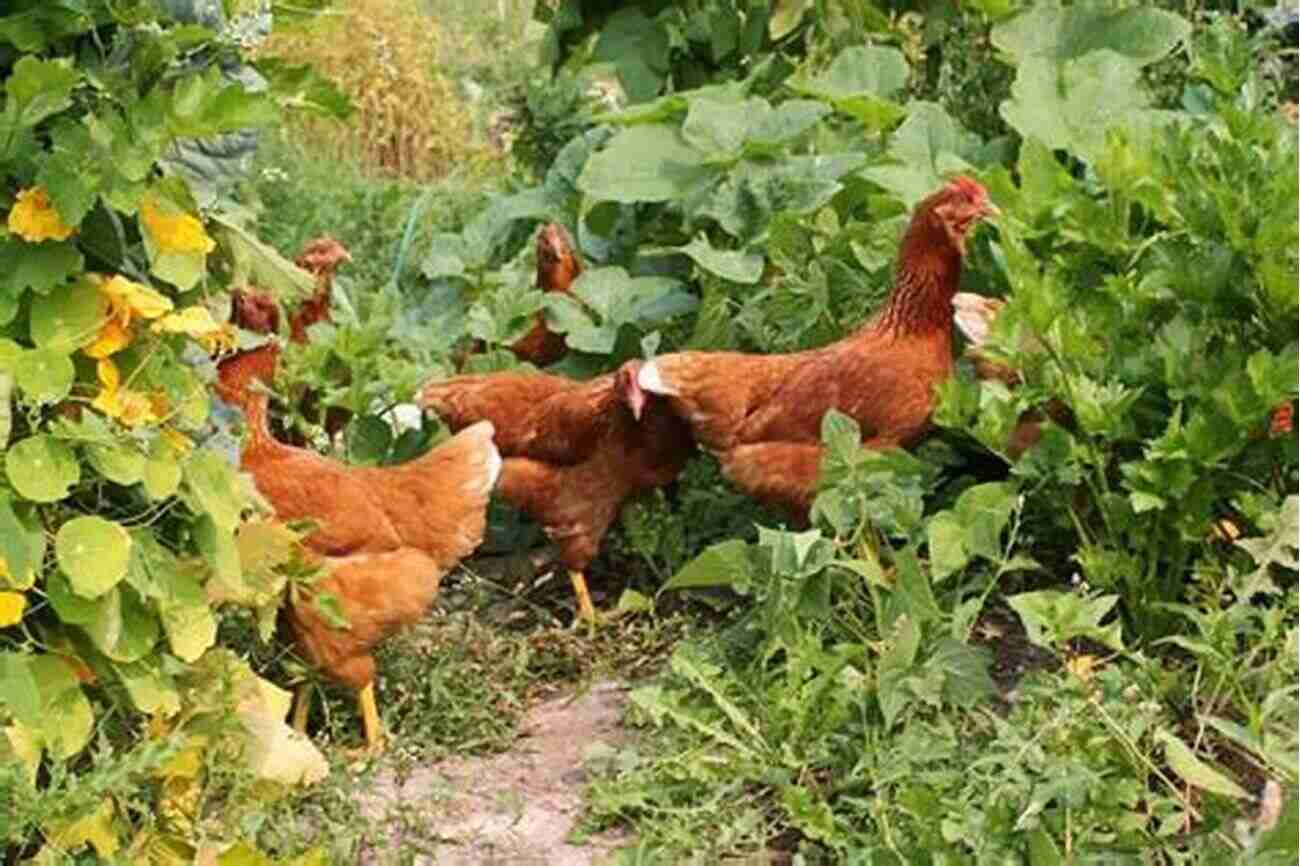 Chicken In A Garden More Fluffybutt Love: The Healing Power Of Chickens 2