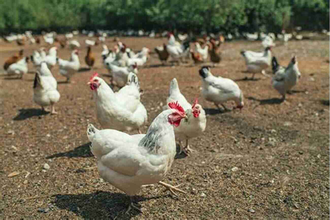 Chickens On A Farm More Fluffybutt Love: The Healing Power Of Chickens 2