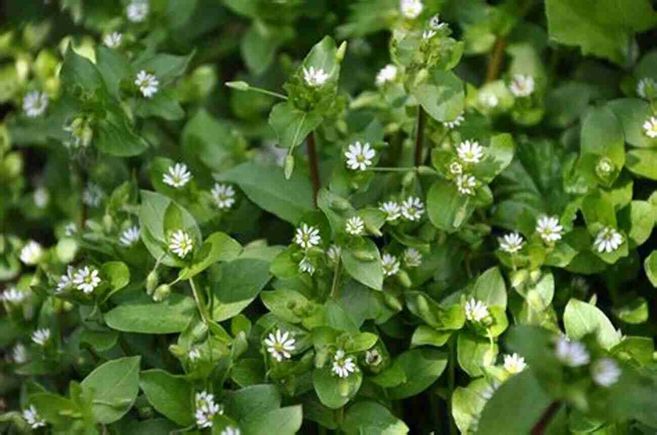 Chickweed A Small, Delicate Plant With White Flowers Wildcrafting Weeds: 20 Easy To Forage Edible And Medicinal Plants (that Might Be Growing In Your Backyard )