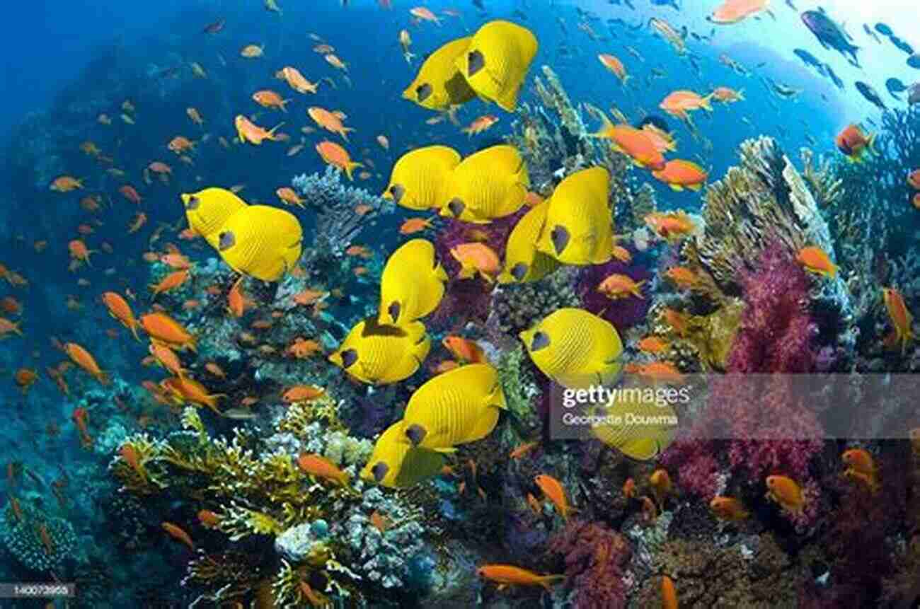 Close Up Of A Colorful Butterflyfish Swimming In A Coral Reef. Fifty Fantastic Reef Fishes Of Thailand