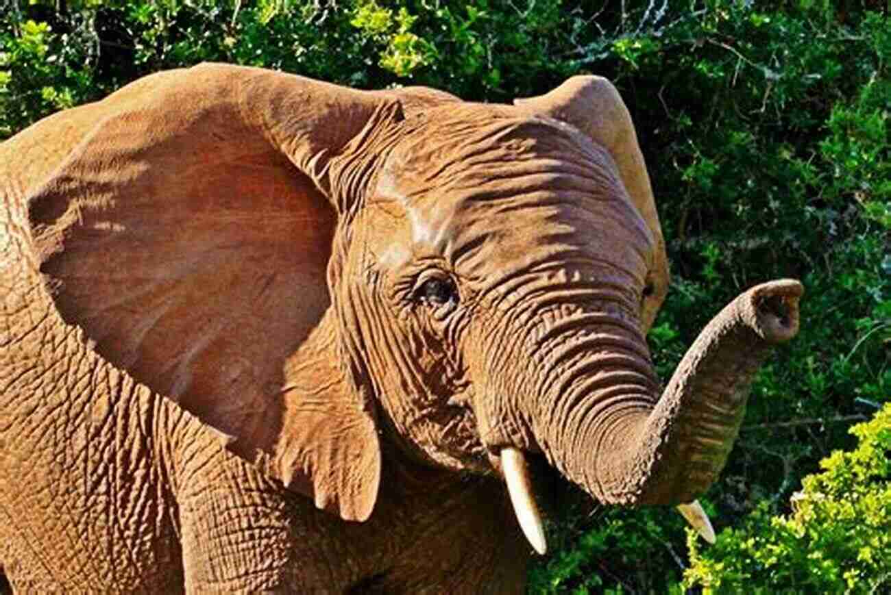 Close Up Of An Elephant In The Wild The Best African Safari Tips From An Obsessive Planner