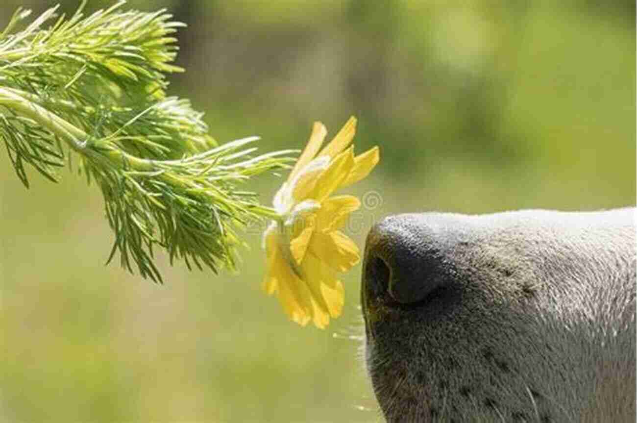 Close Up Shot Of A Dog Sniffing A Flower How Dogs Work Raymond Coppinger