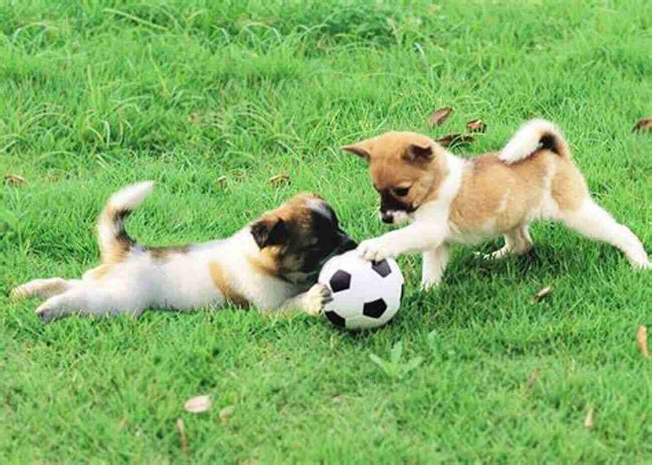 Cute Dog Playing In The Park Why Do Pets Have People? (People And Pets)