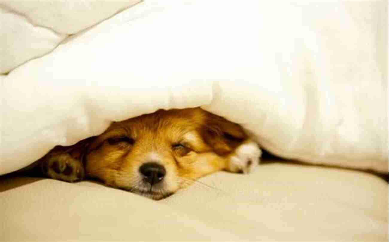 Cute Puppy Sleeping Peacefully Puppy Sleep Training The Exhausted Puppy Owner S Nighttime Survival Guide