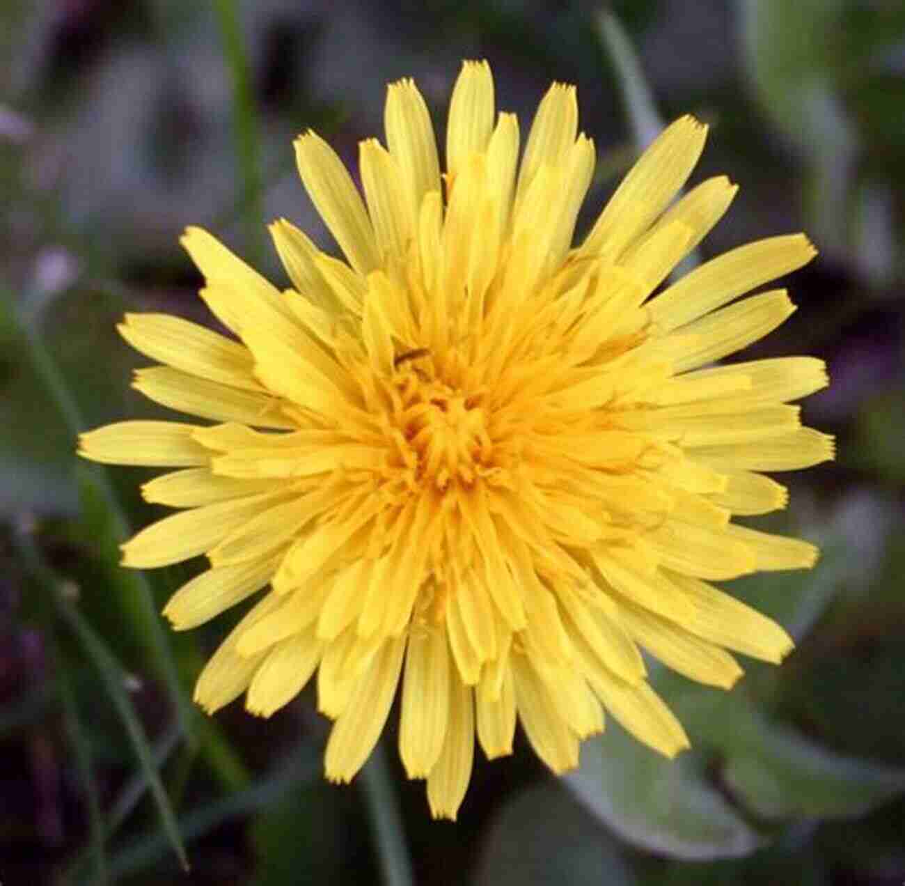 Dandelion A Vibrant Yellow Flower With Medicinal Properties Wildcrafting Weeds: 20 Easy To Forage Edible And Medicinal Plants (that Might Be Growing In Your Backyard )