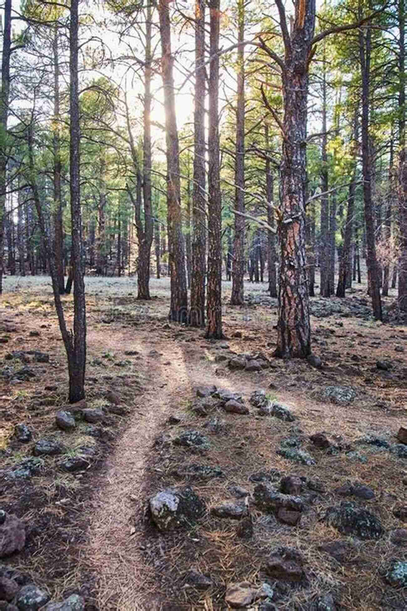 David Voda Hiking Through A Serene Forest Trail Traveling Trails Less Traveled David Voda