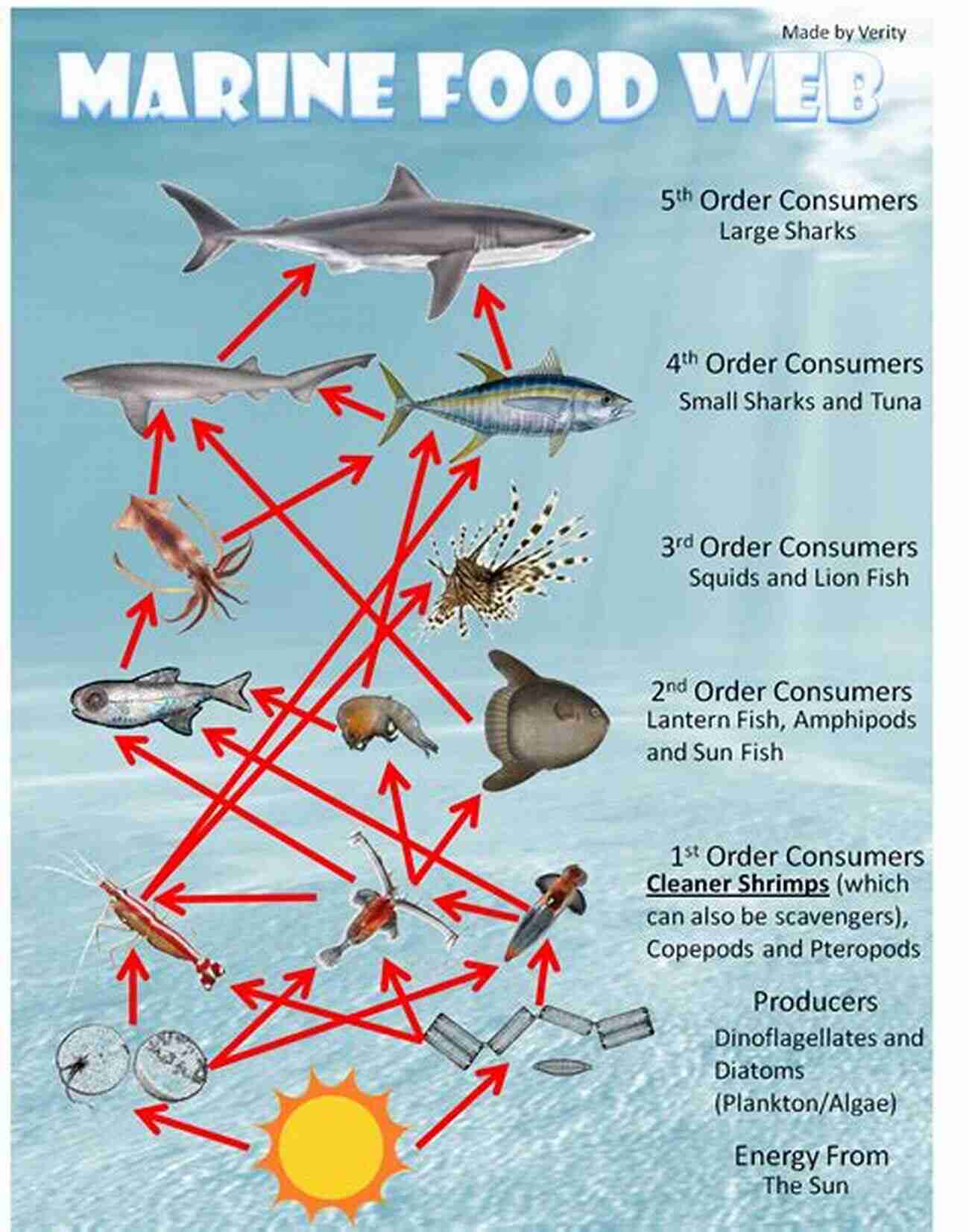 Deep Sea Food Chain Creatures Of The Deep: In Search Of The Sea S Monsters And The World They Live In