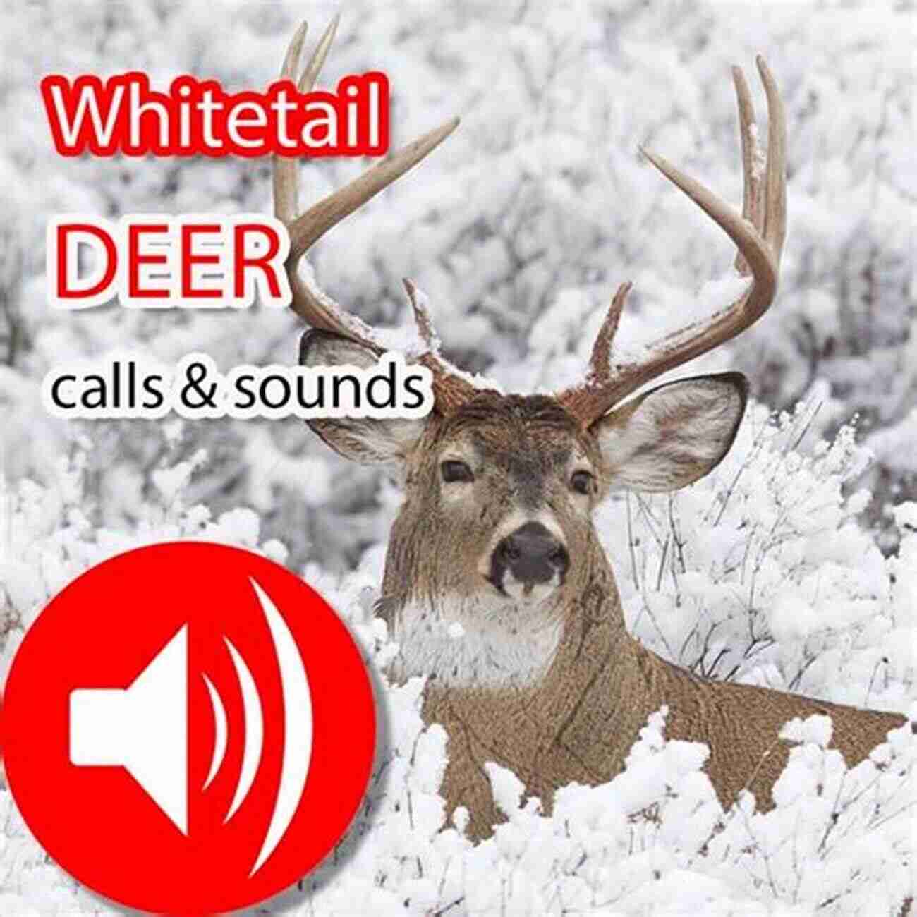 Deer Hunting Calls Whitetail Deer Hunting Tips: SEVEN SHORT DEER HUNTING SECRET STEPS TO TAGGING OUT EASILY