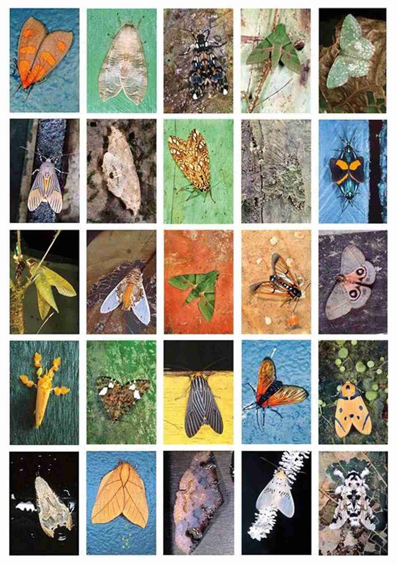 Discover The Hidden Beauty Of Butterflies And Moths: Falcon Pocket Guides Butterflies Moths (Falcon Pocket Guides)