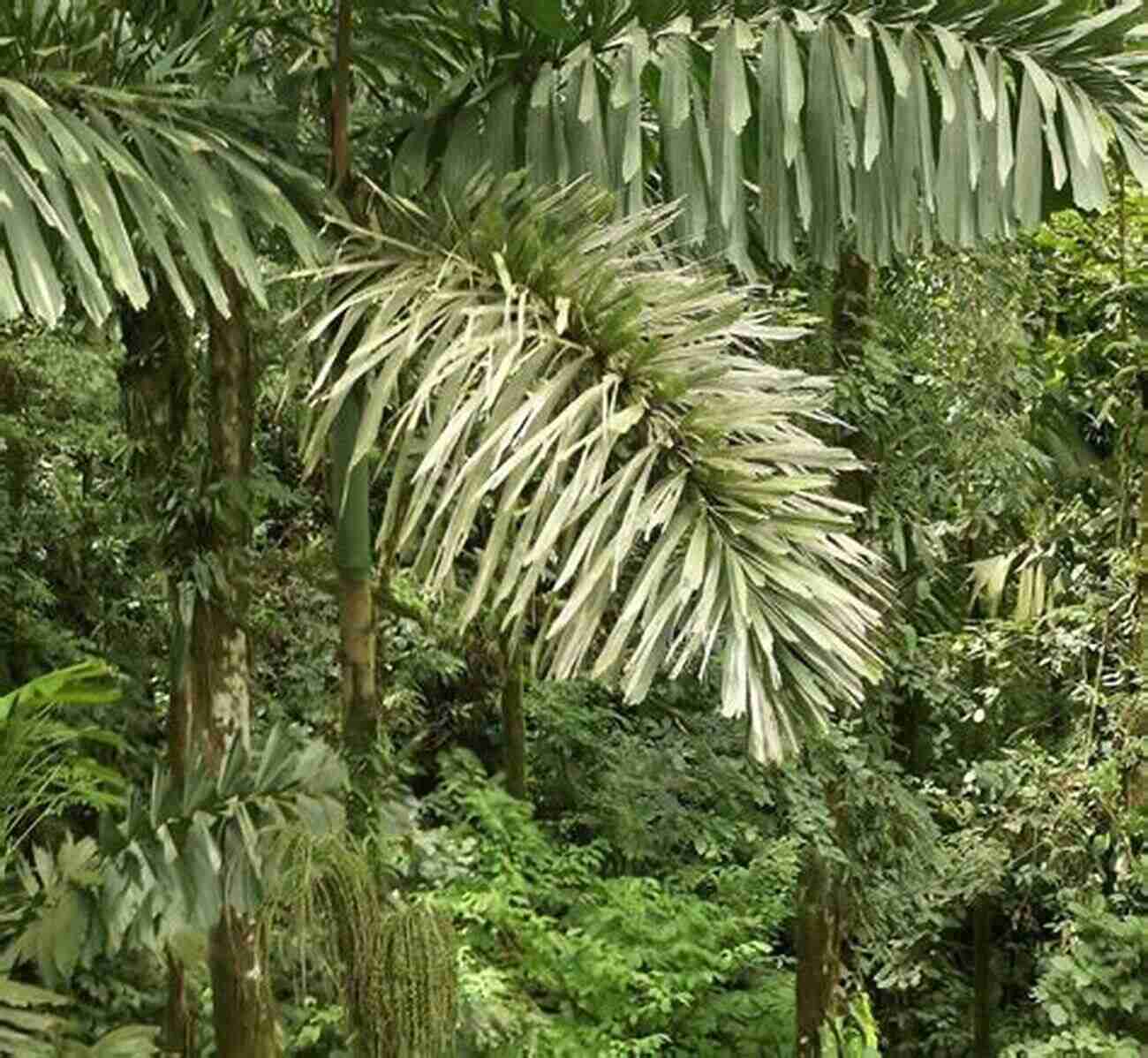 Discover The Wonders Of Amazon's Woody Plants A Pictorial Field Guide To The Woody Plants Of The Amazon VOL VIII: RUBIACEAE SAPINDACEAE