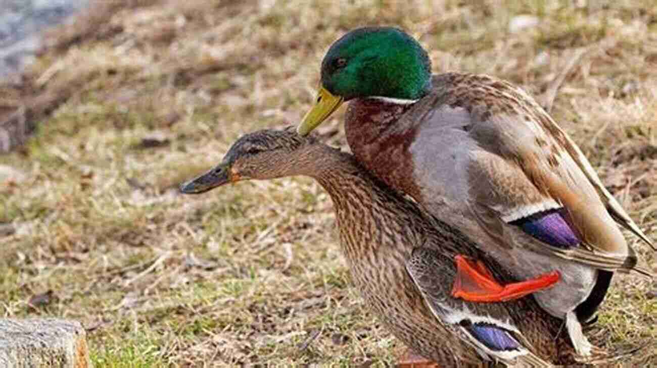 Duck Breeding Duck Breeding A Collection Of Articles On Selection Crossing Feeding And Other Aspects Of Breeding Ducks