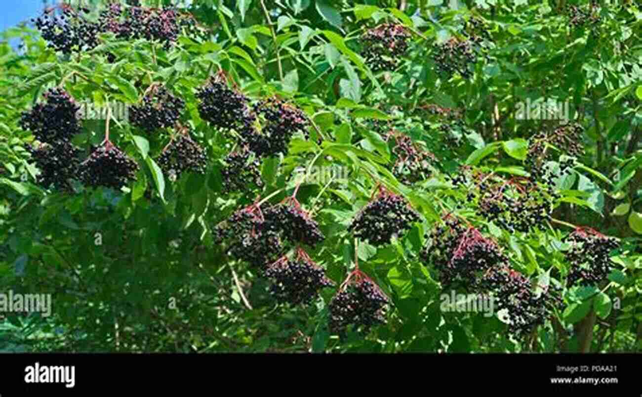 Elderberry Small Dark Berries Growing In Clusters Wildcrafting Weeds: 20 Easy To Forage Edible And Medicinal Plants (that Might Be Growing In Your Backyard )