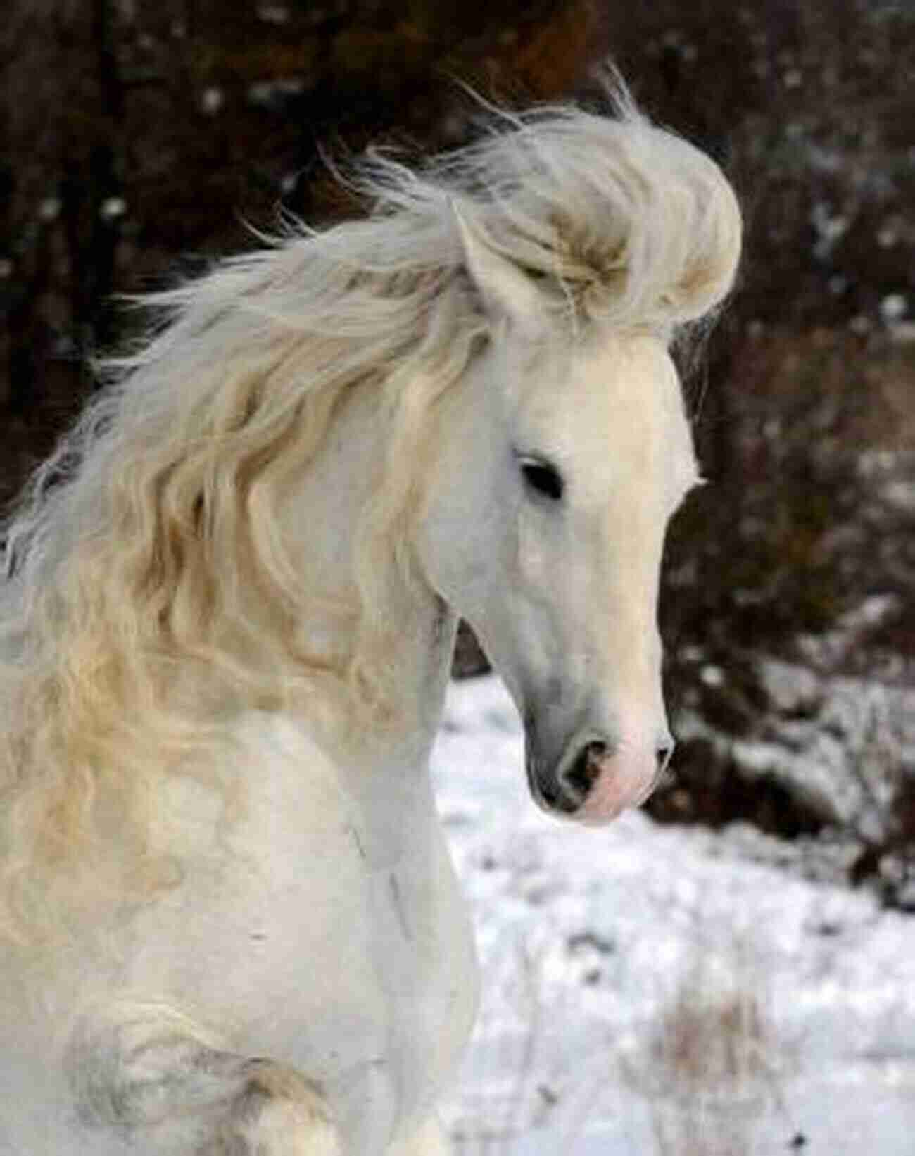 Elegant White Horse With Long Flowing Mane The Horse Leads The Way: Honoring The True Role Of The Horse In Equine Facilitated Practice