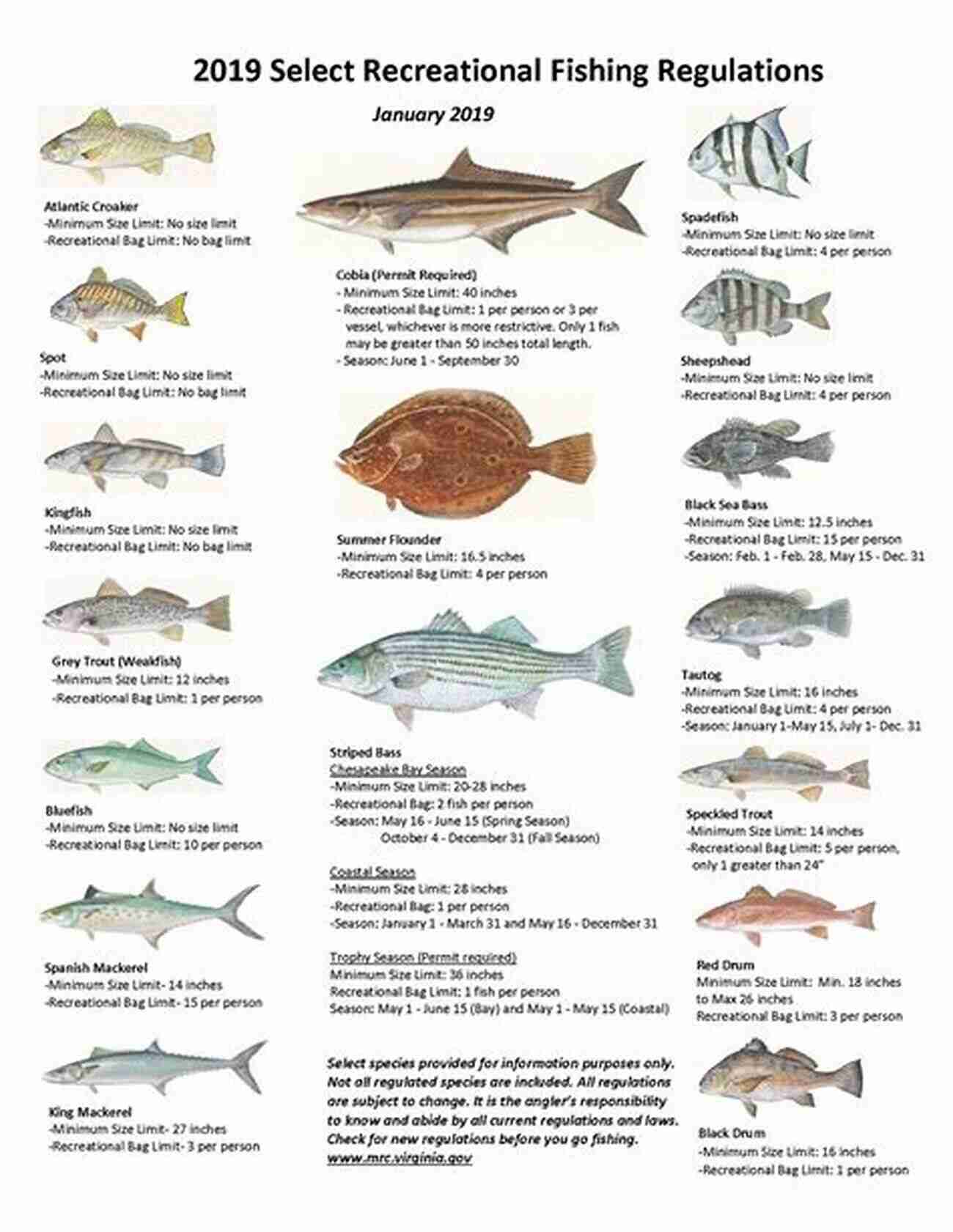 Emperor Angelfish South China Sea Identification Native Fish Species: Volume 1 (Blue Fish Identification)