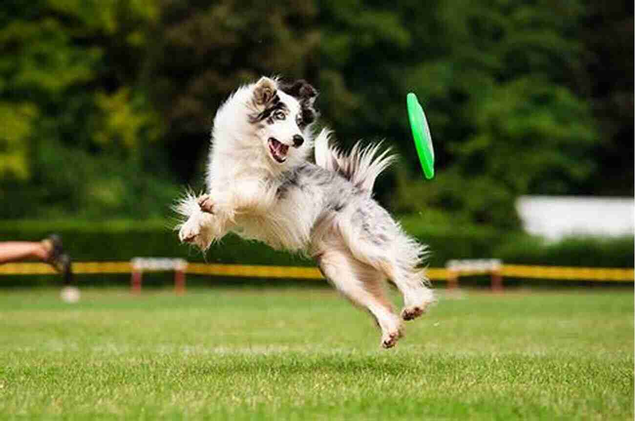 Energetic Dog Playing On The Carpet It S A Dog S Life But It S Your Carpet: Everything You Ever Wanted To Know About Your Four Legged Friend