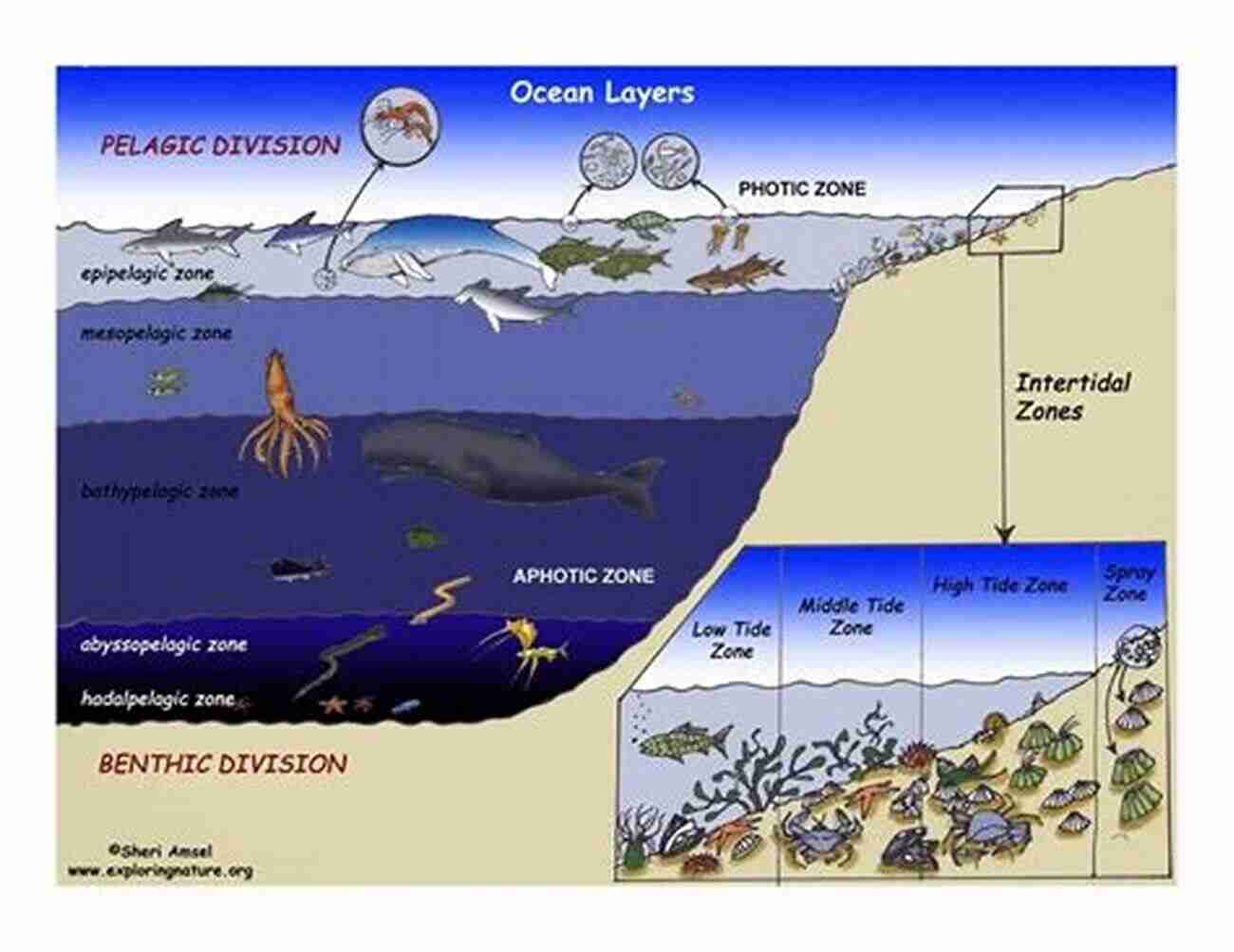 Exploring The Mysterious Abyss: The Last Layer Of The Ocean The Last Layer Of The Ocean: Kayaking Through Love And Loss On Alaska S Wild Coast