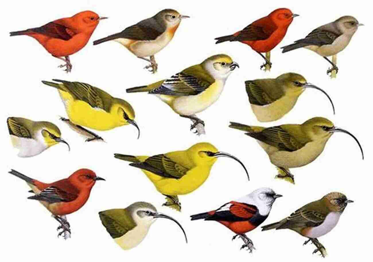 Family A The Hawaiian Honeycreepers: Drepanidinae (Bird Families Of The World 13)