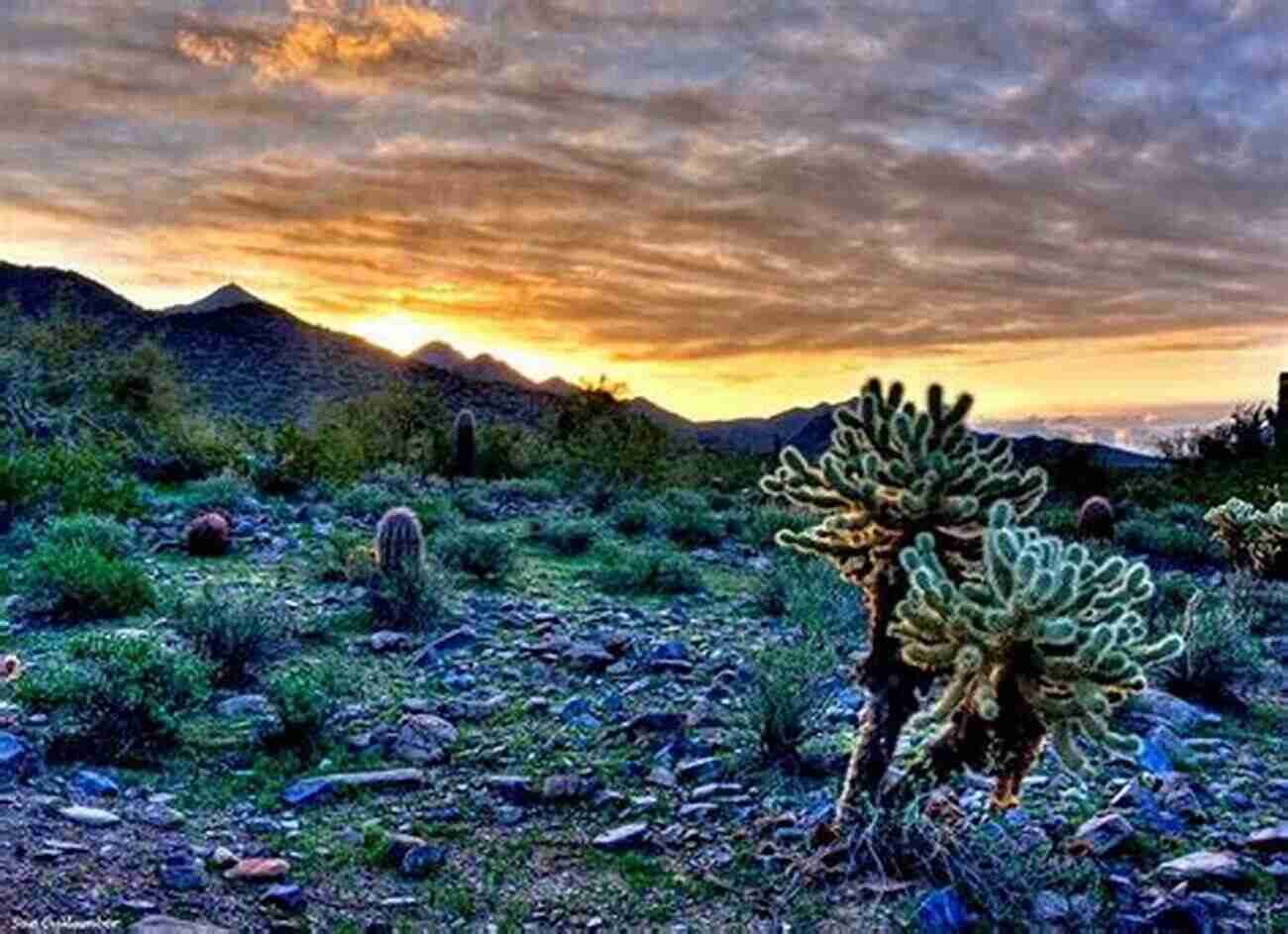 Family Exploring The Desert Landscape Of McDowell Sonoran Preserve Arizona Hiking With Kids: 50 Hiking Adventures For Families