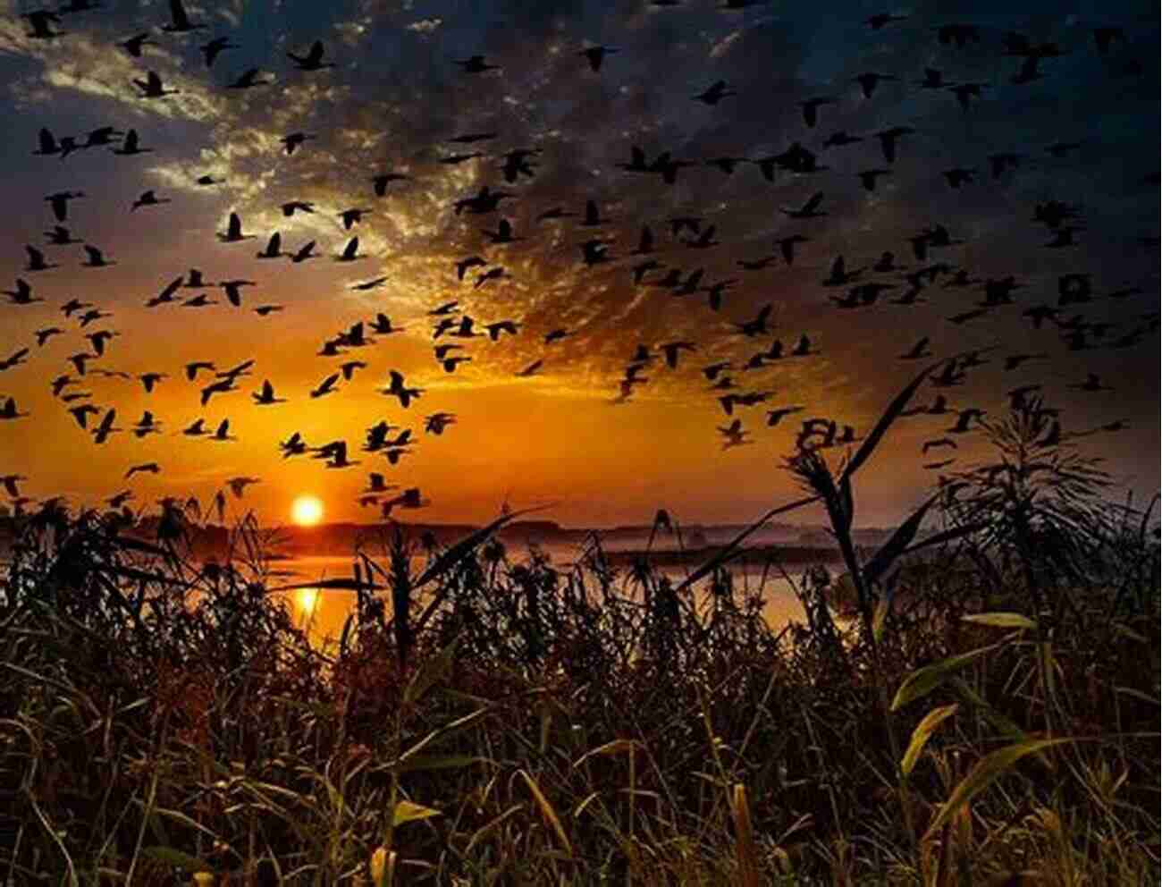 Flock Of Migratory Birds Flying Over A Sunset Landscape The Art Of Migration: Birds Insects And The Changing Seasons In Chicagoland