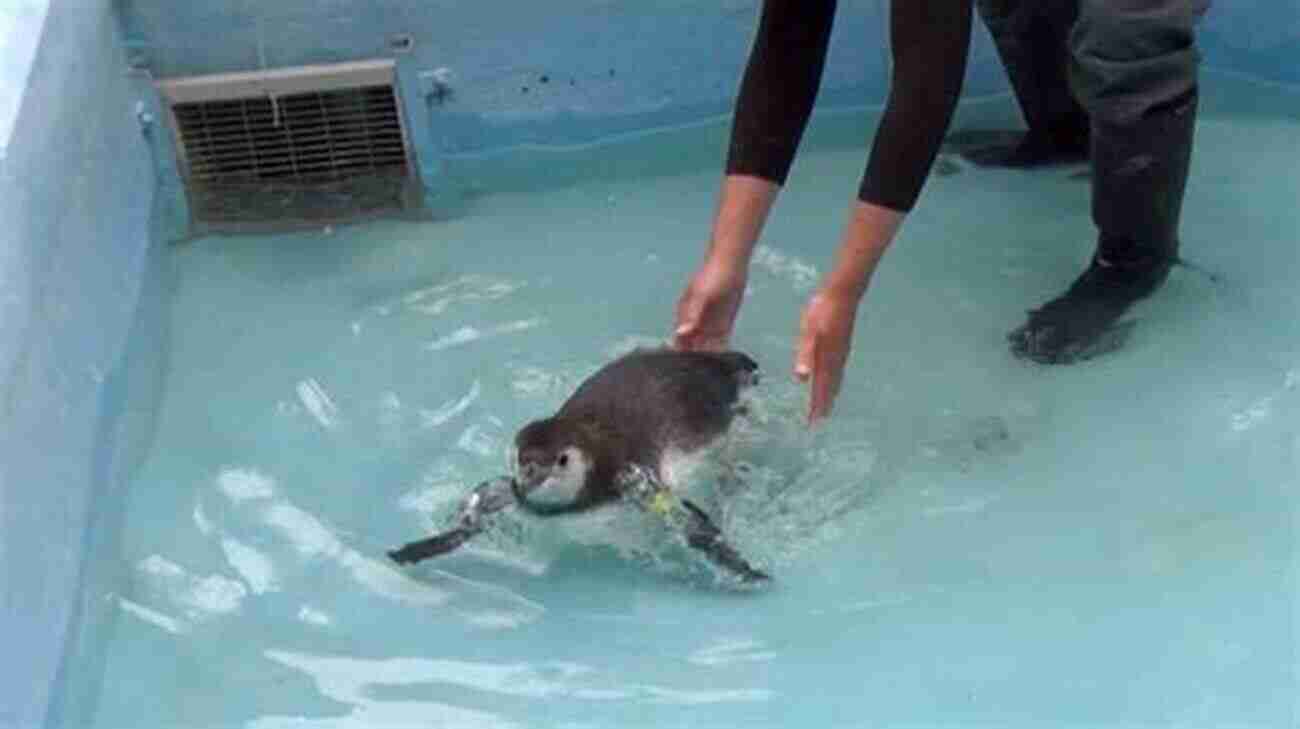 Fluffy Penguin Chick Learning To Swim ZooBorns: The Newest Cutest Animals From The World S Zoos And Aquariums (Zooborns )