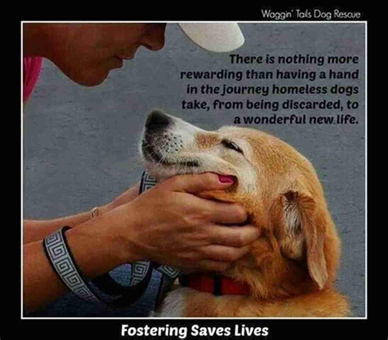 Fostering A Homeless Dog: A Guide To Turning Their Lives Around How To Foster Dogs From Homeless To Homeward Bound