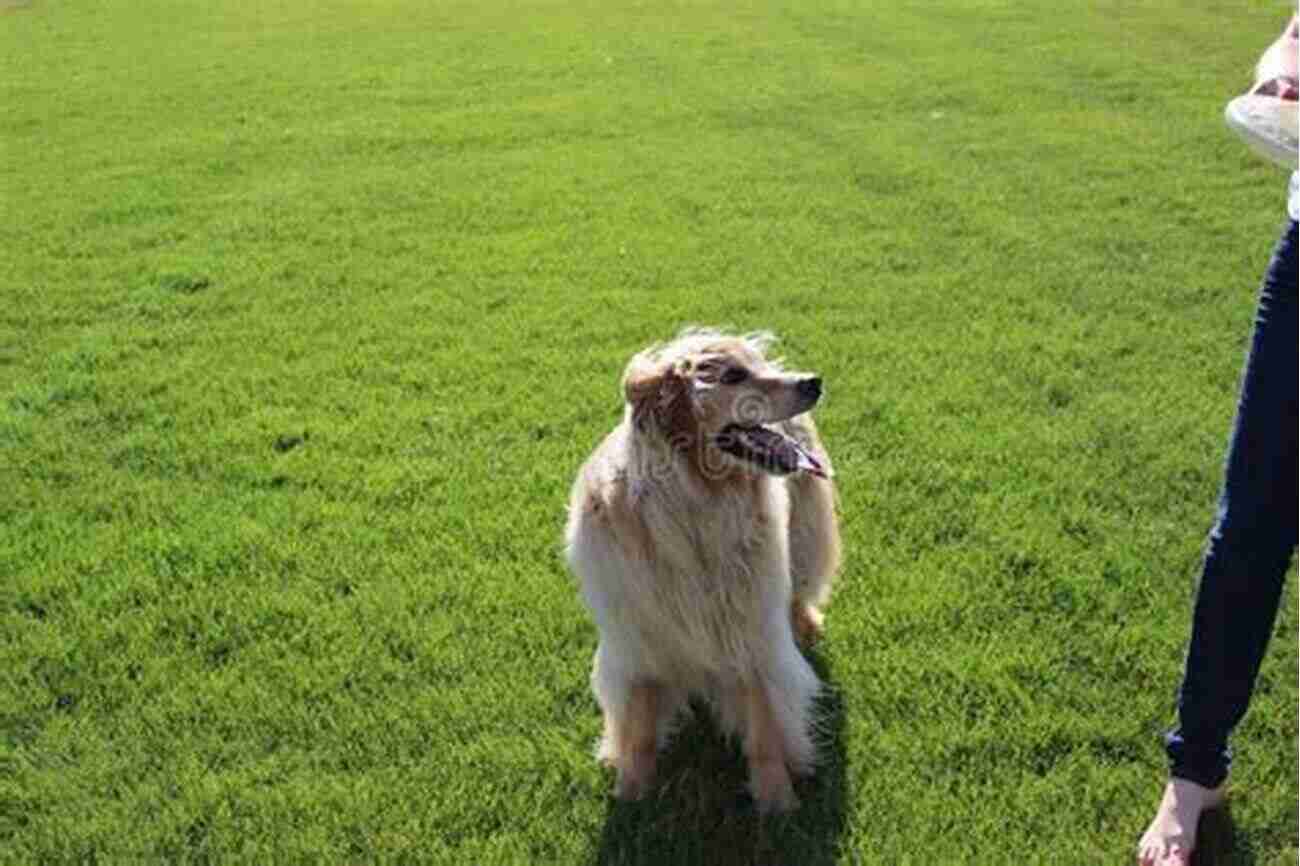 Friendly Golden Retriever Playing Fetch In A Sunny Park Farm Animals: Dogs (21st Century Junior Library: Farm Animals)