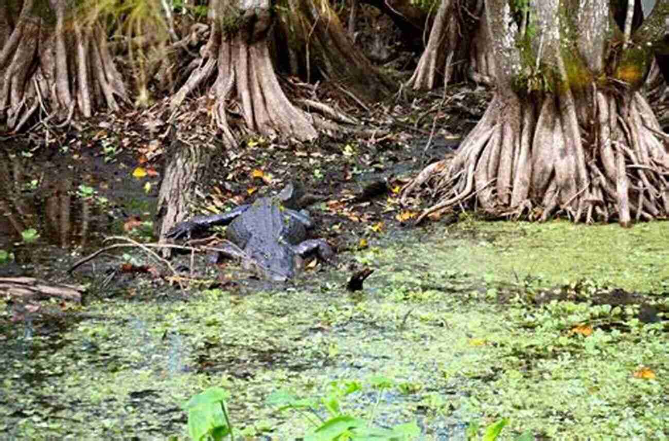 Get Lost In The Captivating Beauty Of Corkscrew Swamp Sanctuary 10 Adventures And More In Lee And Collier Counties: Florida On Land And Water