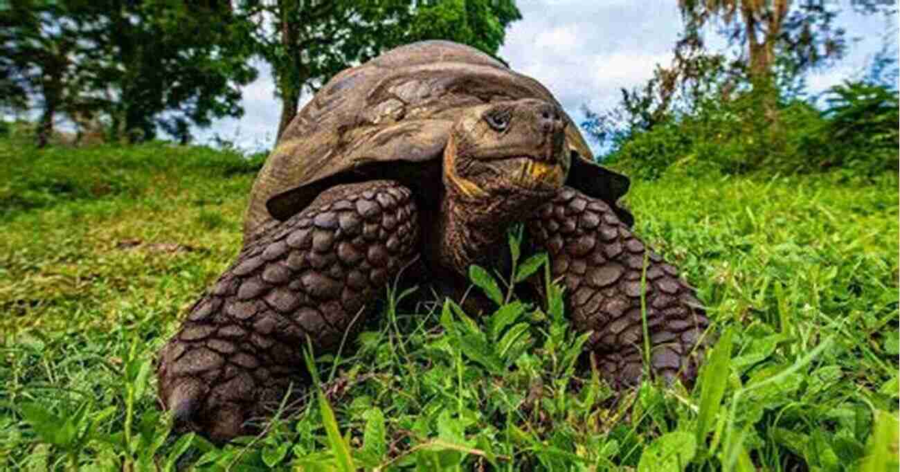 Giant Tortoise In The Galapagos Islands My Family And The Galapagos