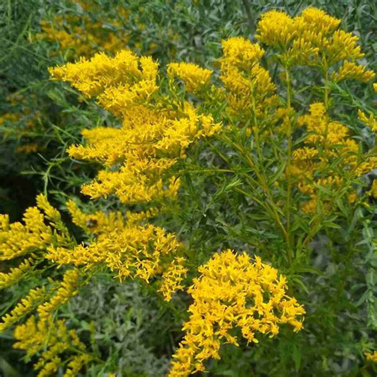 Goldenrod Yellow Flowers Growing On Tall Stems Wildcrafting Weeds: 20 Easy To Forage Edible And Medicinal Plants (that Might Be Growing In Your Backyard )