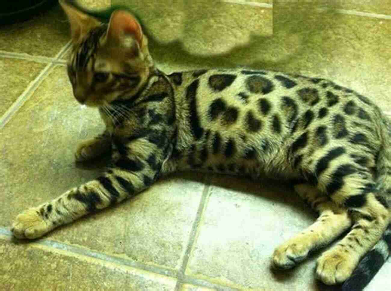 Gorgeous Adult Bengal Cat With A Sleek Coat And Beautiful Rosettes Bengal Cats And Kittens: Complete Owner S Guide To Bengal Cat And Kitten Care