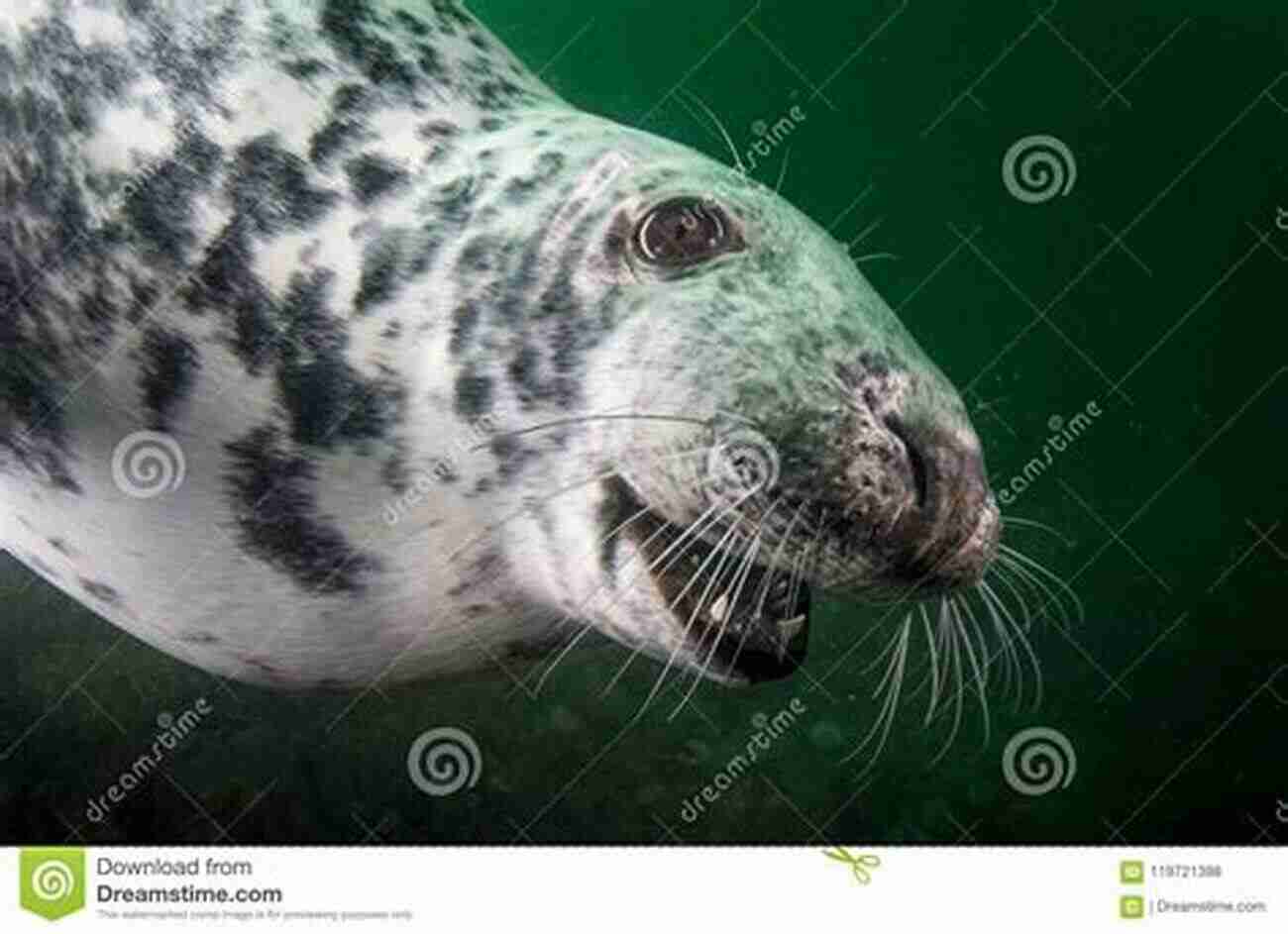 Grey Seal A Curious Onlooker In The Water Britain S Living Seas: Our Coastal Wildlife And How We Can Save It