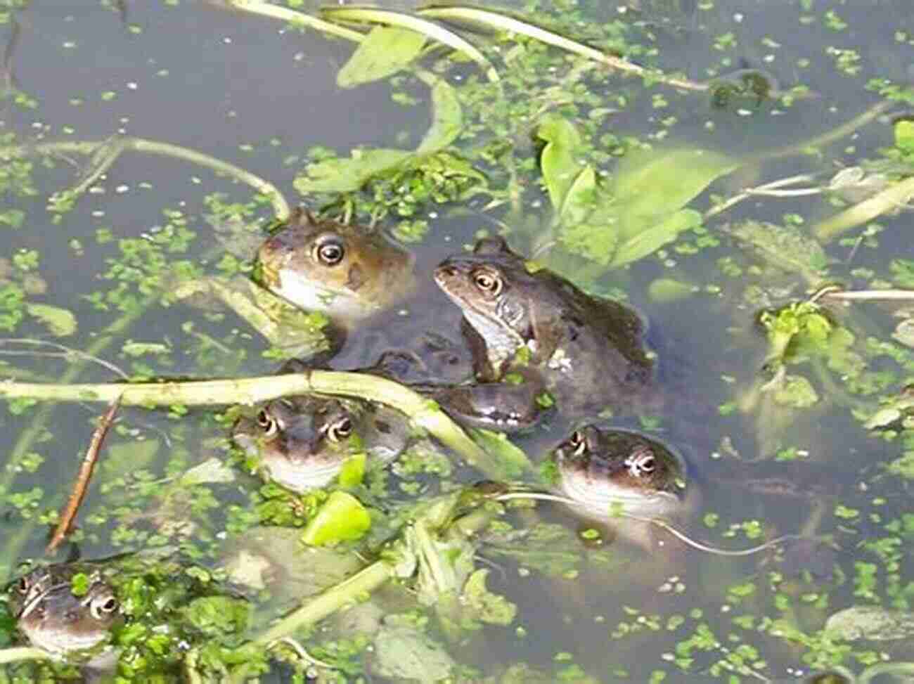 Group Of Frogs In A Pond Boston Red Sox Quiz Book: Did You Know These Fun Facts