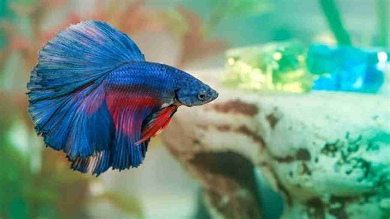 Happy And Healthy Betta Fish Swimming In A Colorful Aquarium Betta: Your Happy Healthy Pet