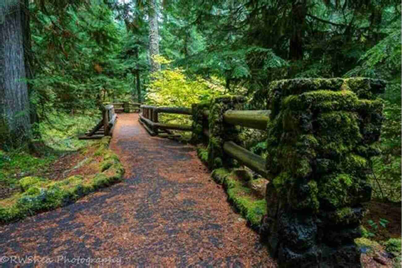 Hiking Through Stunning Forest Landscapes On The McKenzie River Trail Backpacking Oregon: From River Valleys To Mountain Meadows