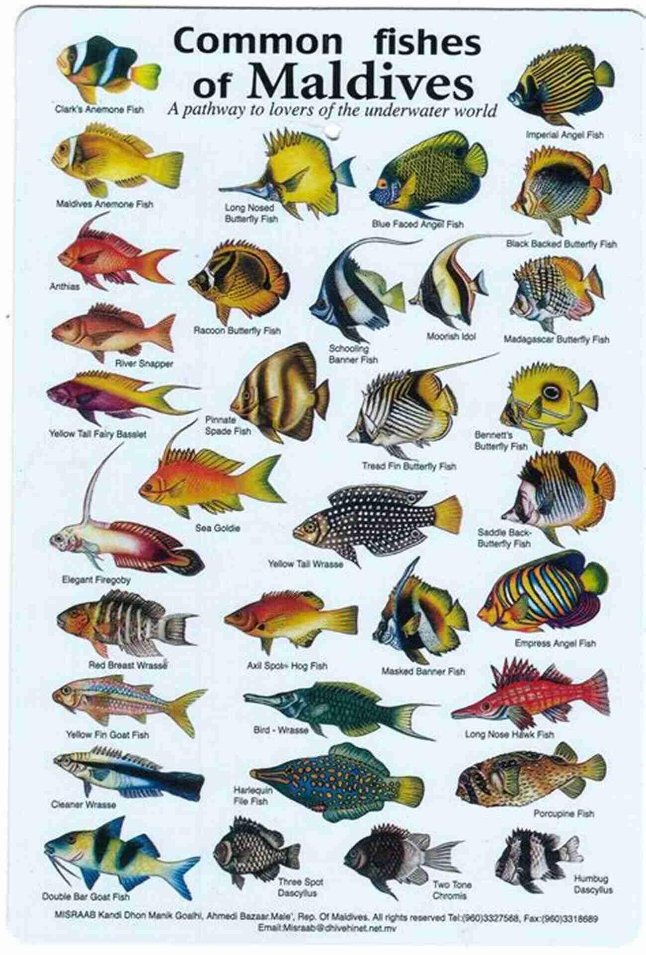 Identifying Different Species Of Blue Fish South China Sea Identification Native Fish Species: Volume 1 (Blue Fish Identification)