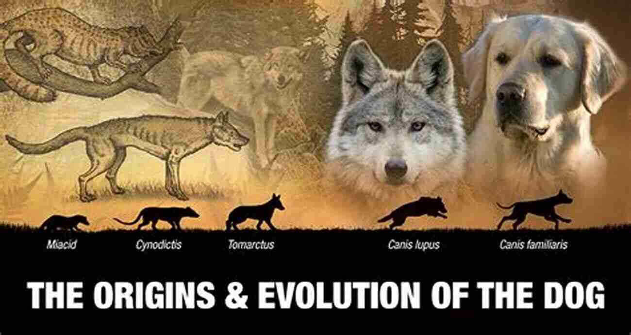 Illustration Of Dog Evolution From Wolves To Modern Dog Breeds How Dogs Work Raymond Coppinger