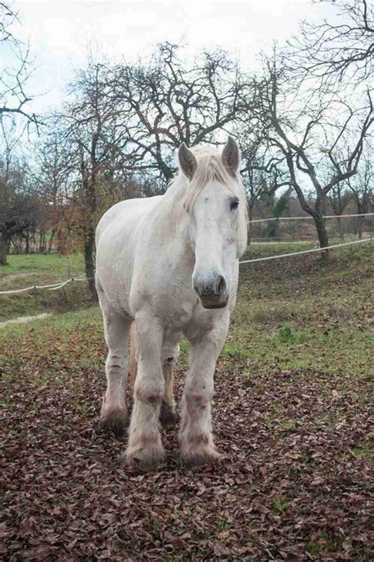 Image Of A Beautiful White Horse Standing In A Meadow, With Its Head Held High And A Serene Expression On Its Face Where The Blind Horse Sings: Love And Healing At An Animal Sanctuary