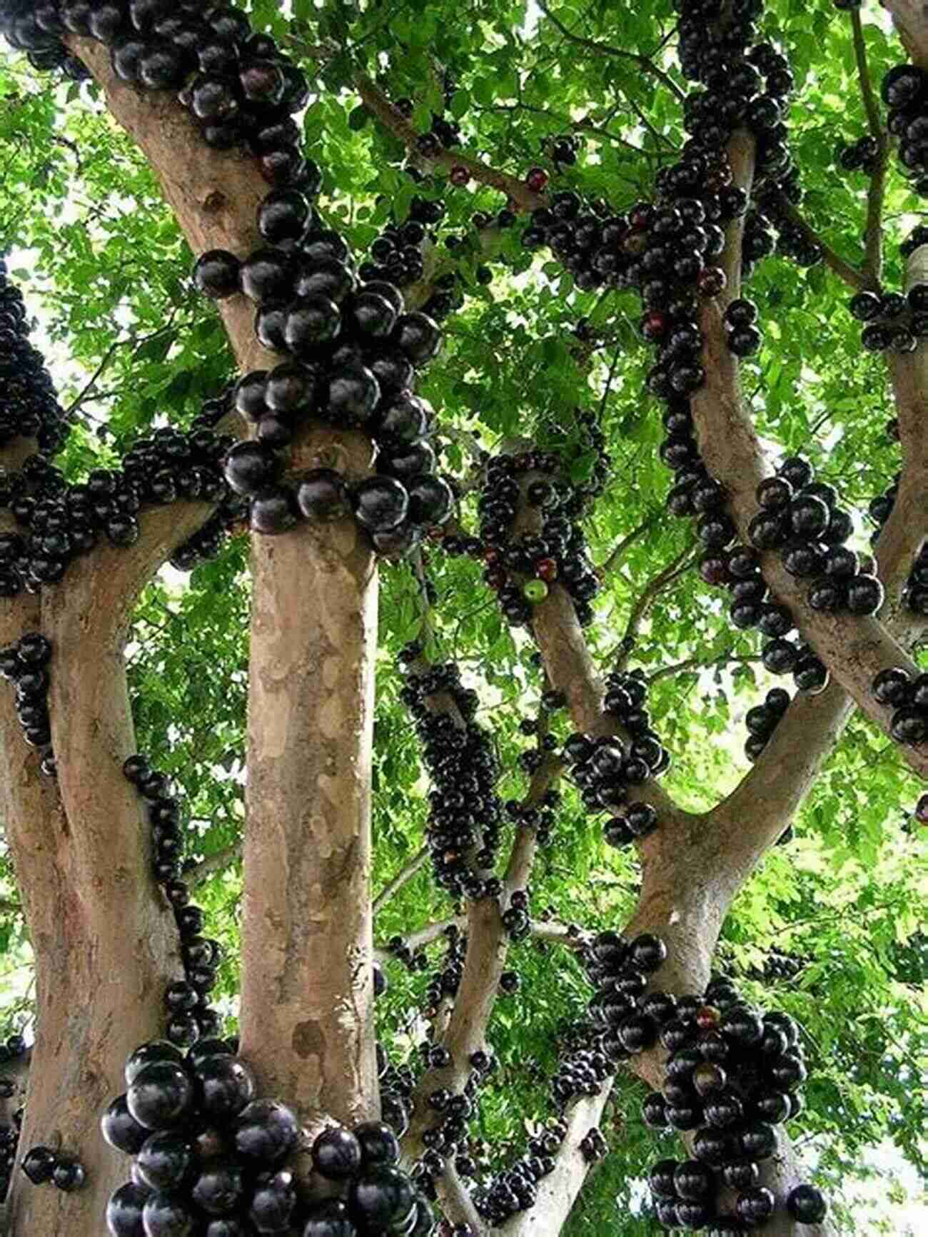 Jabuticaba A Unique Grape Like Fruit With A Dark Purple Skin Wild Fruits From The Amazon: Volume I