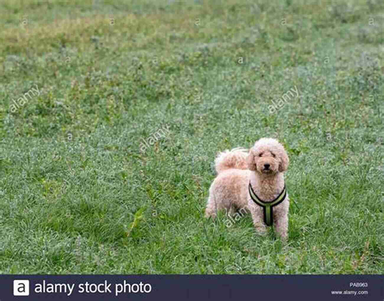 Labradoodles In A Park Playing Happily Together Labradoodles The Owners Guide From Puppy To Old Age For Your American British Or Australian Labradoodle Dog