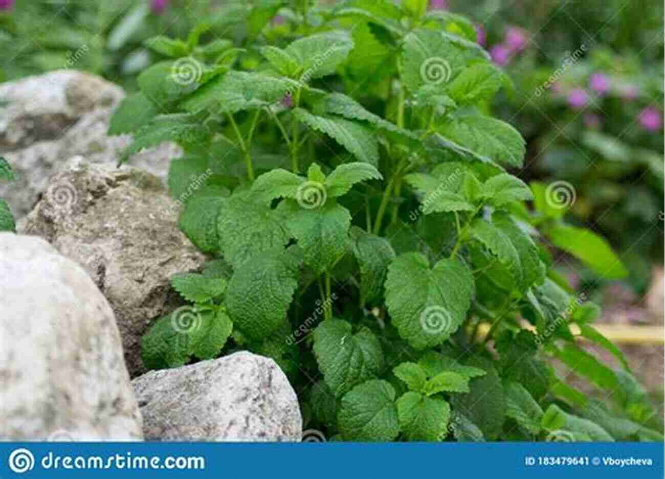 Lemon Balm Green Leaves With Small White Flowers Wildcrafting Weeds: 20 Easy To Forage Edible And Medicinal Plants (that Might Be Growing In Your Backyard )