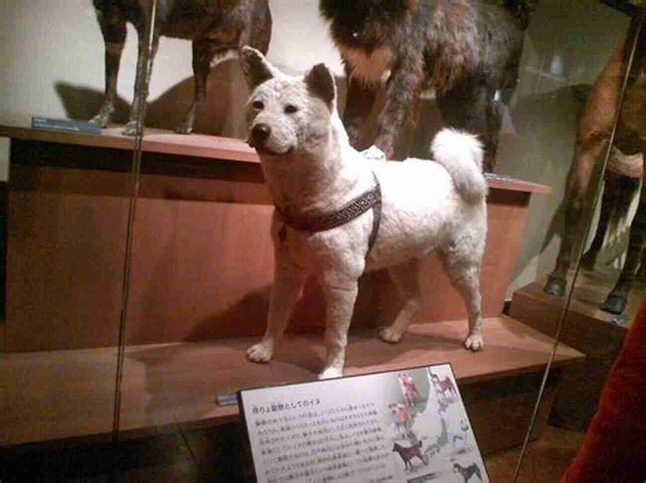 Loyal Dog Hachiko Amazing Animals Who Changed The World (People Who Changed The World)