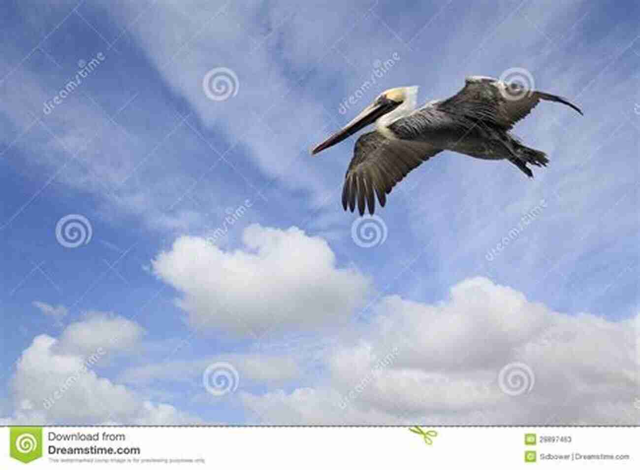 Magnificent Brown Pelican Soaring In The Sky Big List Of Amazing Questions About New Orleans Pelicans For Fans: Are You A Real Fan Of New Orleans Pelicans?: New Orleans Pelicans Trivia