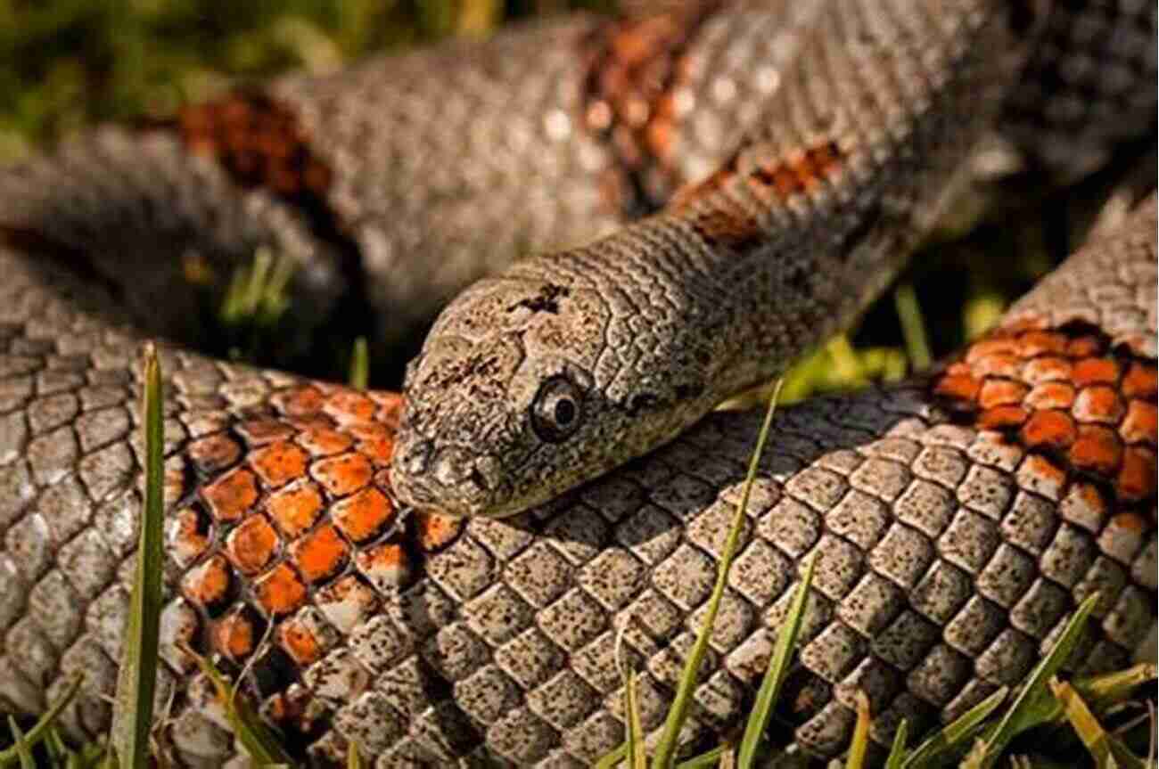 Majestic Mole Kingsnake Coiled Around A Branch In Its Natural Habitat MOLE KINGSNAKE: The Best Owners Guide