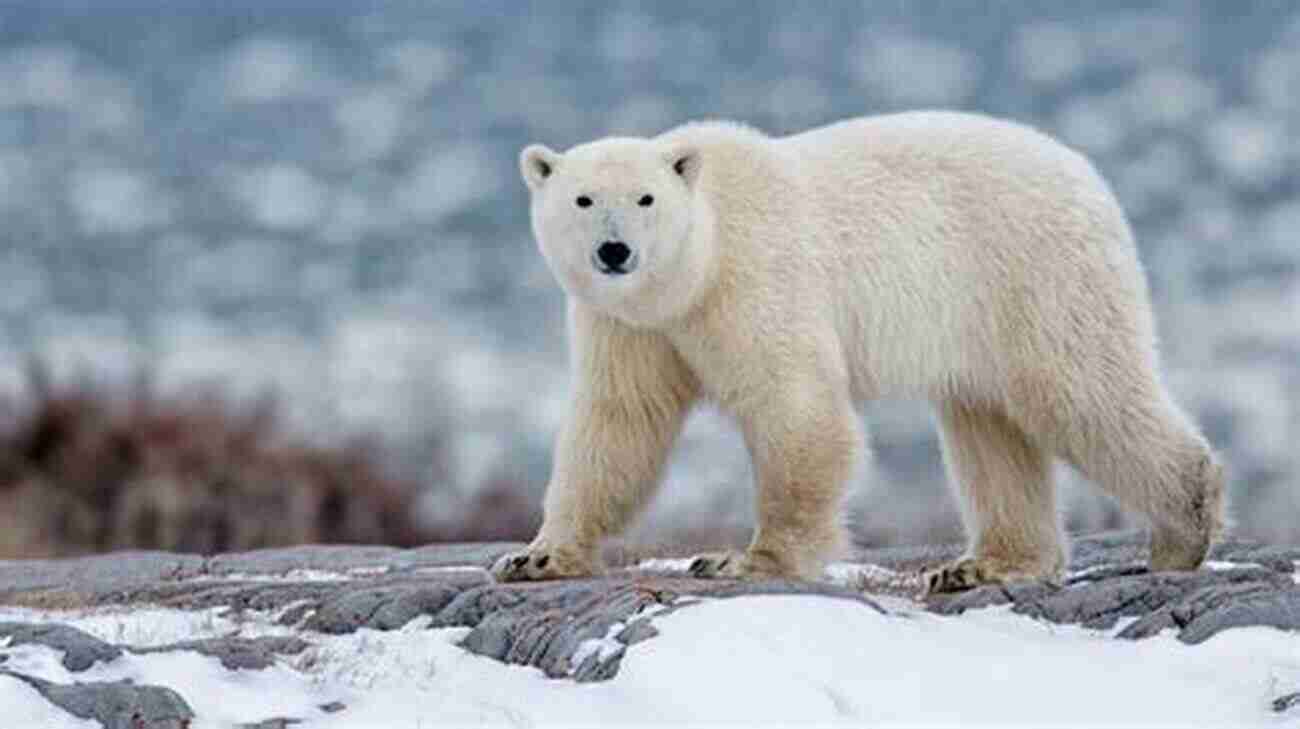 Majestic Polar Bear In The Arctic Circle The Arctic Circle (and A Recipe For Swedish Pancakes)